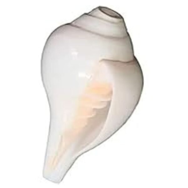 Shankh
