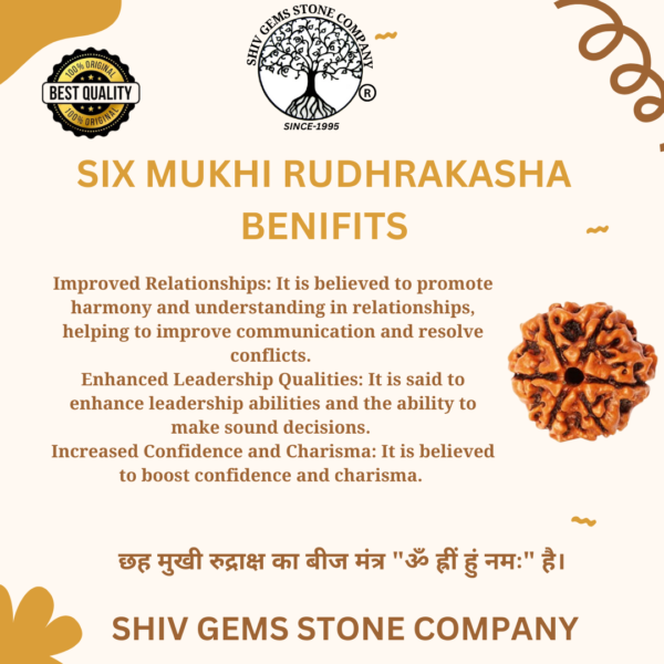 6 Mukhi Rudraksha