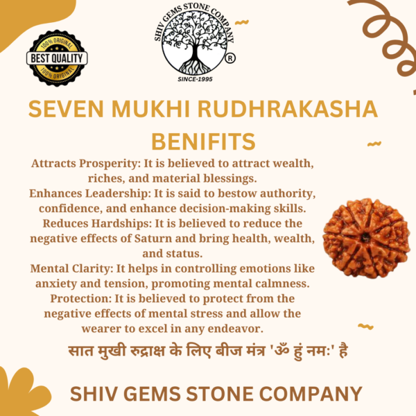 7 Mukhi Rudraksha