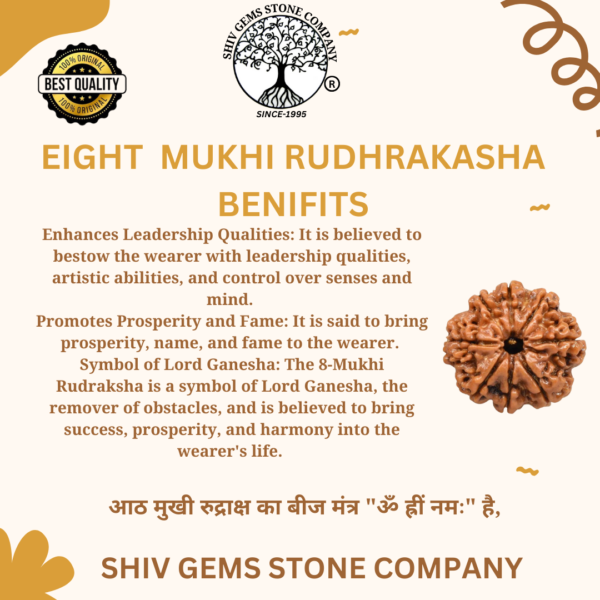 8 Mukhi Rudraksha